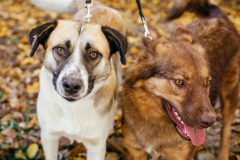 dog bite injuries liability